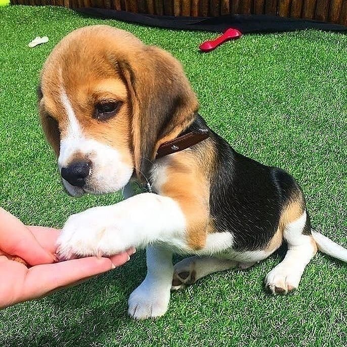 Regular Updates for Pet Parents