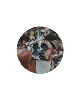 Boxer