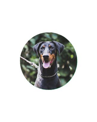 Doberman