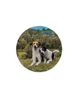 Indie Dogs