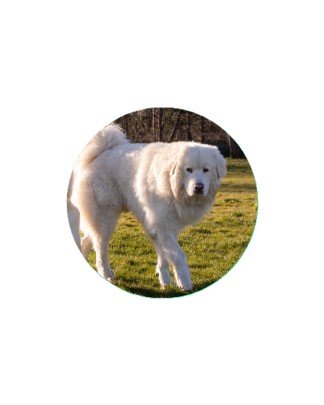 Large Breeds