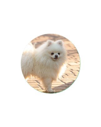 Toy Breeds