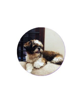 Shih Tzu