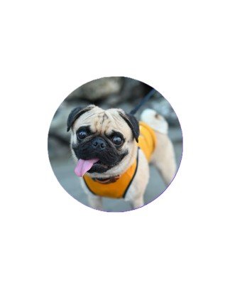 Pug