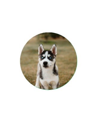 Husky