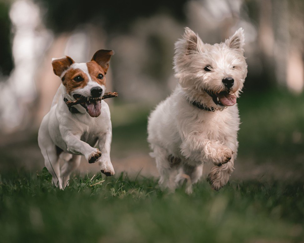 Daily Exercise & Playtime