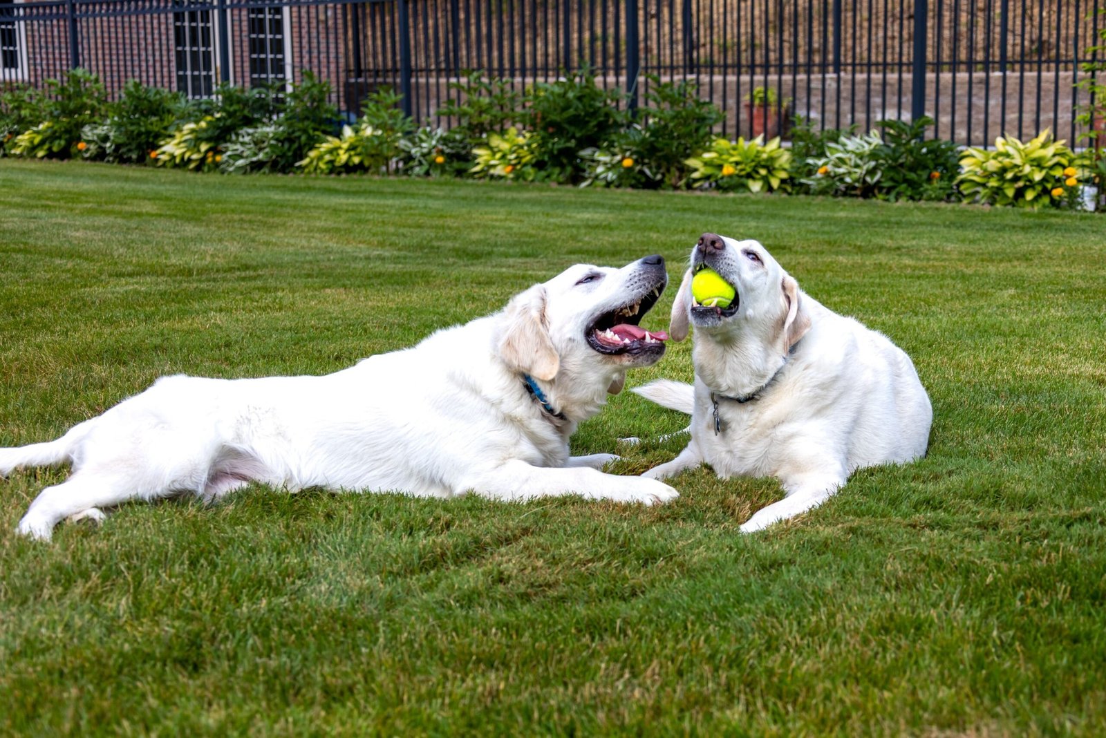 dog shelter