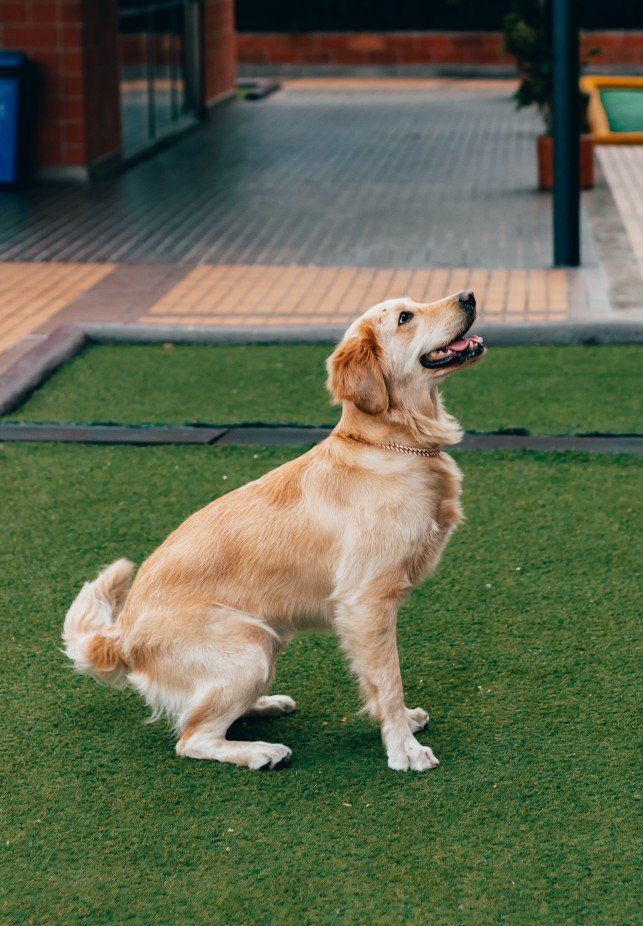 Joginder dog boarding
