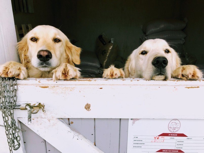 Experienced Dog Care Professionals